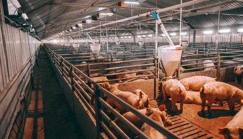 猪肉价格下行,猪饲料添加剂生产商美农生物拟ipo大幅扩产,能消化吗?