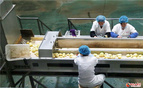 定西 延长马铃薯产业链,让薯泥助农增收凤凰网甘肃 凤凰网