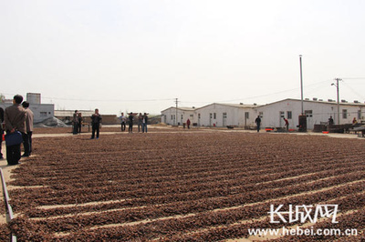 故城茂丰基地:土元鸡产业链蕴育健康新产品_新闻_网